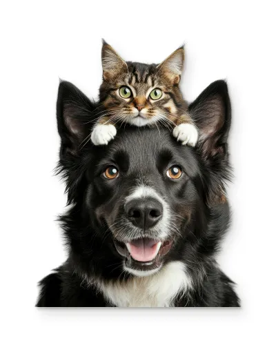 Kedi ve Köpek Dostluğu Metal Tablo – beyaz zemin